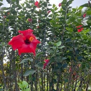 Meet your Posher, Delilah